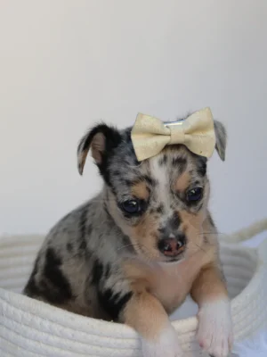 Talia