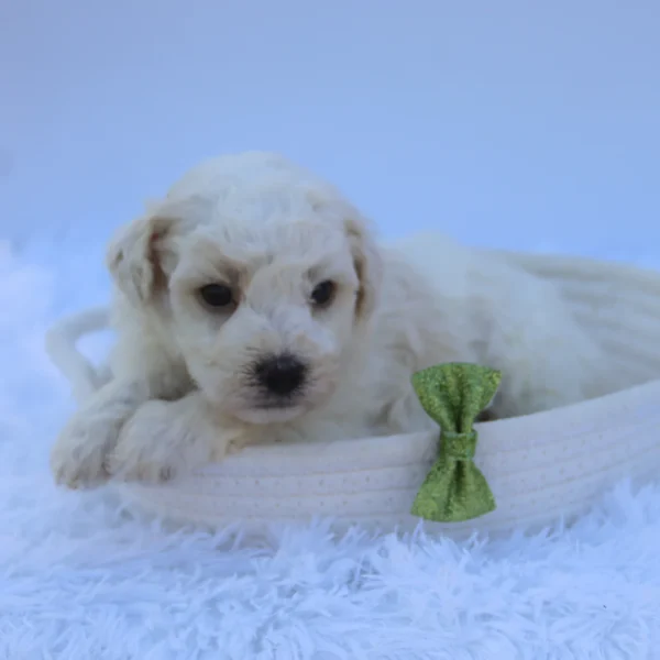 Theo - Available Now