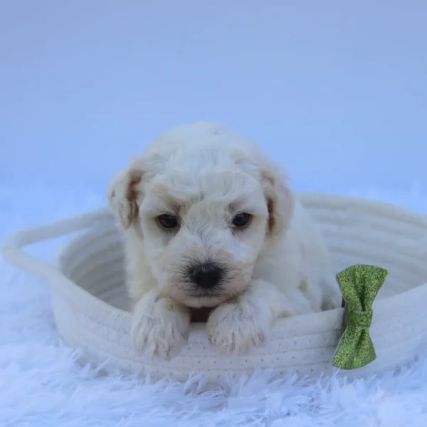 Theo - Available Now