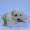 Theo - Available Now