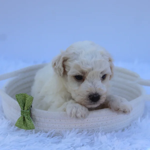 Theo - Available Now