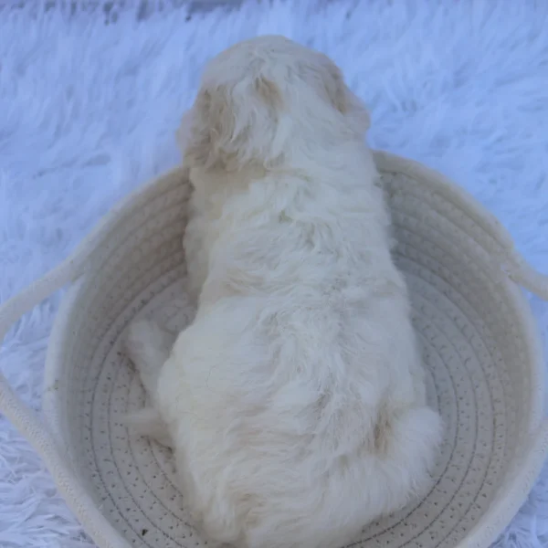 Theo - Available Now