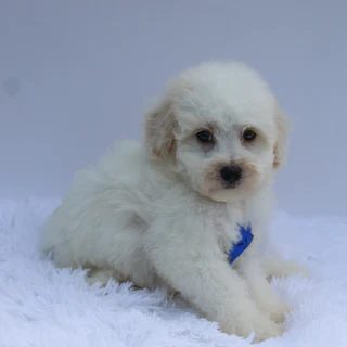 Theo - Available Now