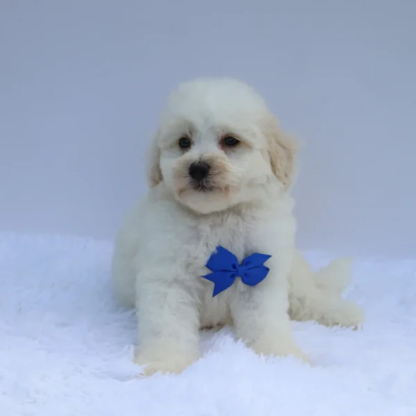 Theo - Available Now