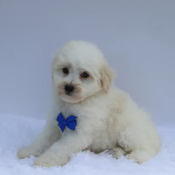 Theo - Available Now