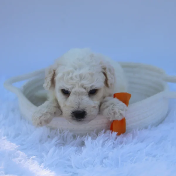 Sandy - Available Now