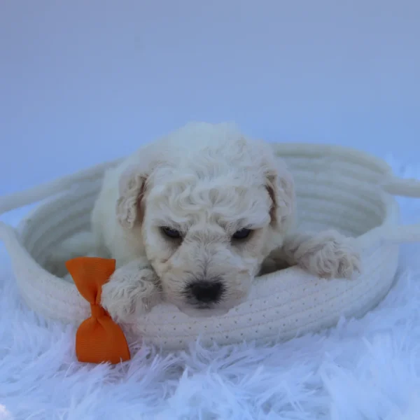 Sandy - Available Now