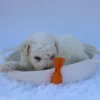 Sandy - Available Now