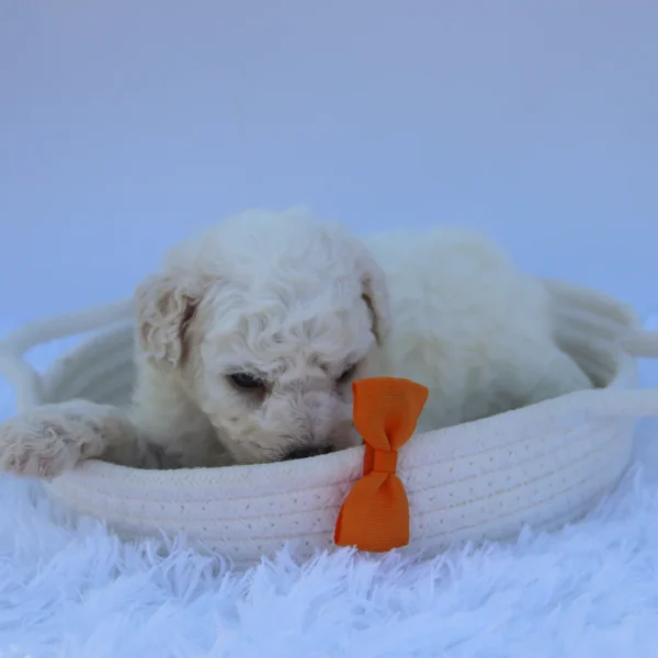 Sandy - Available Now