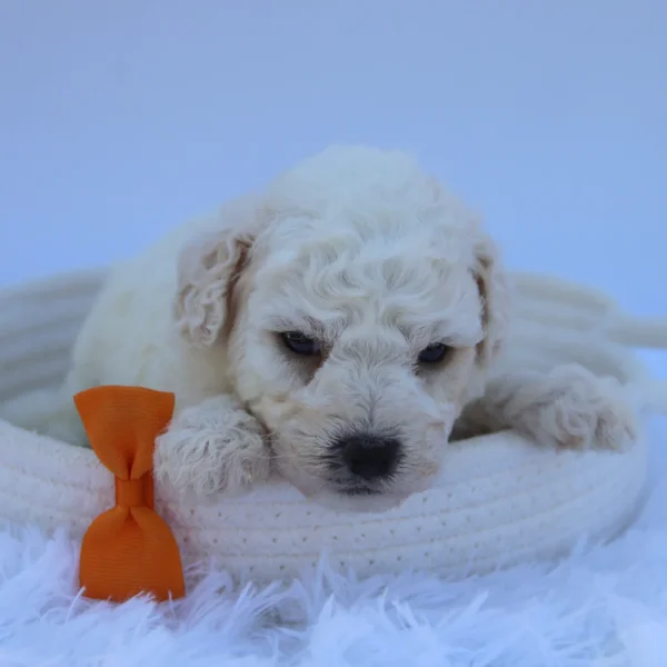 Sandy - Available Now