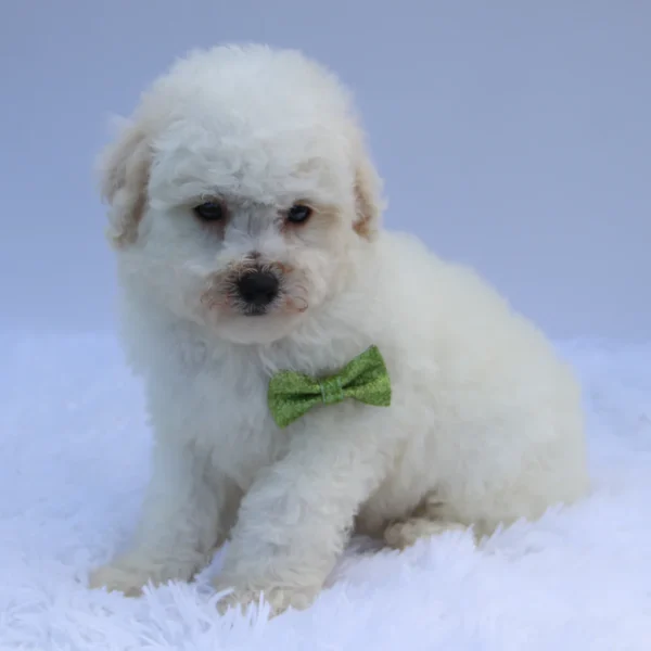 Sandy - Available Now