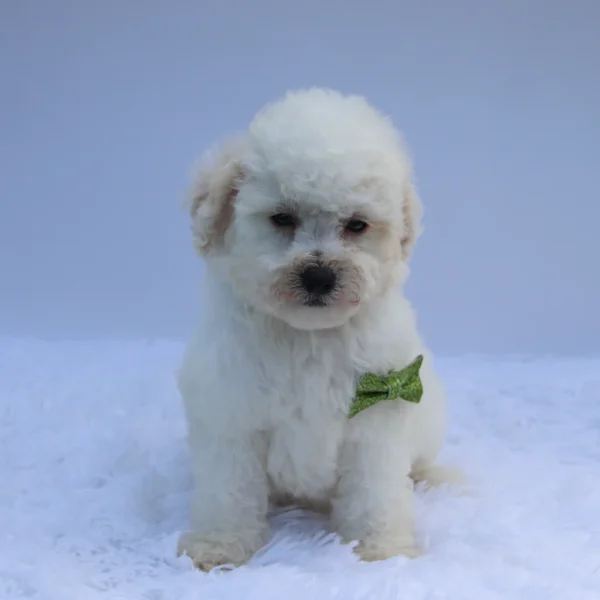 Sandy - Available Now