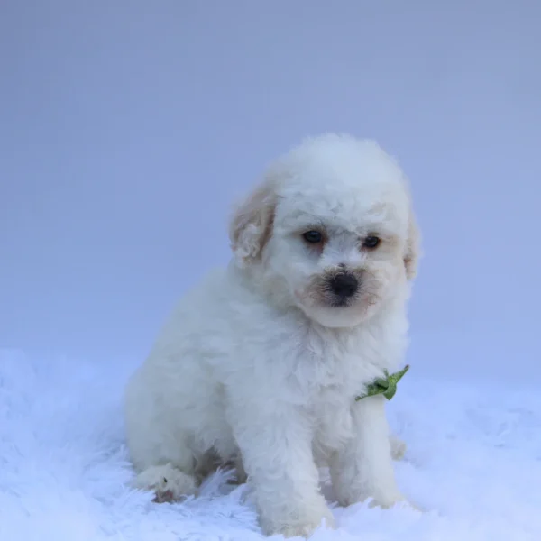 Sandy - Available Now