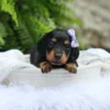 Bailey - Available Now