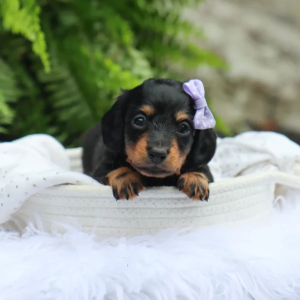 Bailey - Available Now