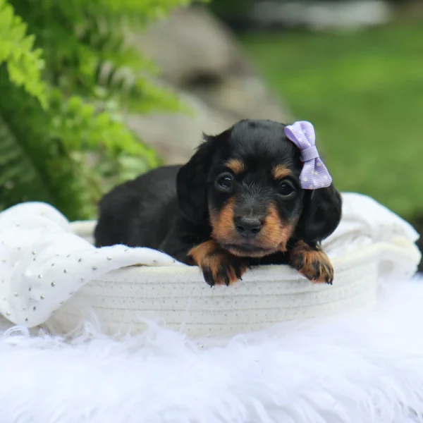 Bailey - Available Now