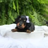 Bailey - Available Now