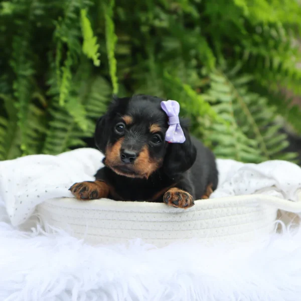 Bailey - Available Now