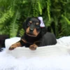 Bailey - Available Now