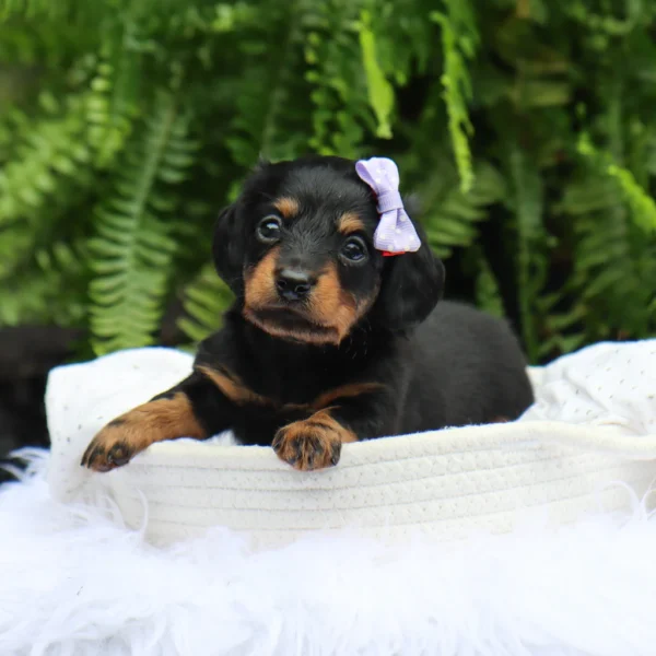 Bailey - Available Now