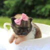 Greta - Available Now