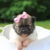 Greta - Available Now