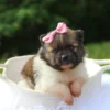 Greta - Available Now