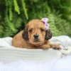 Maisie - Available Now