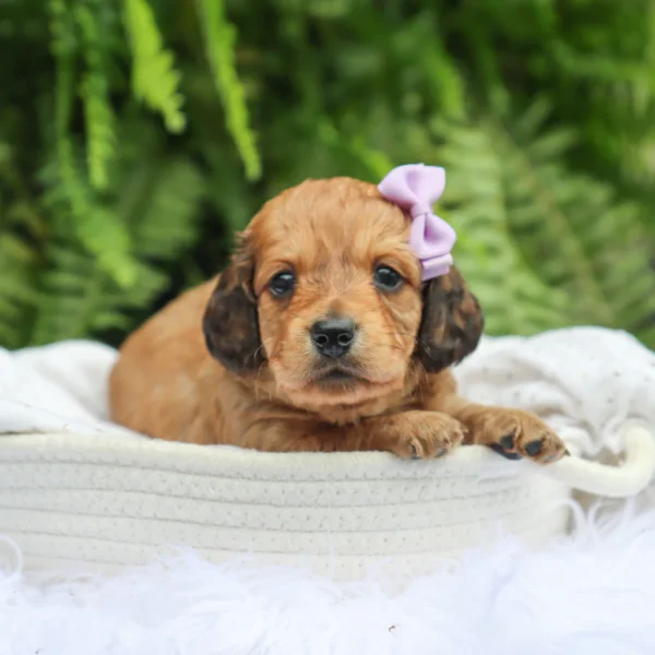 Maisie - Available Now