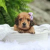Maisie - Available Now