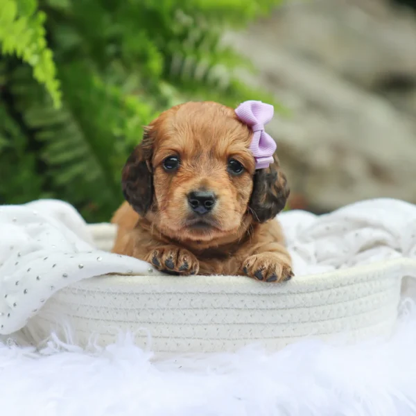 Maisie - Available Now