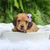 Maisie - Available Now