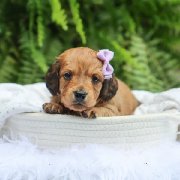 Maisie - Available Now