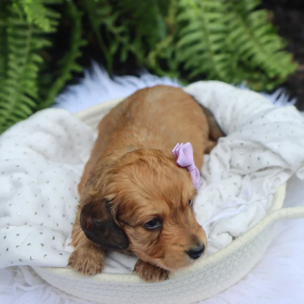 Maisie - Available Now