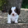 Jack - Available Now