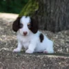 Jack - Available Now