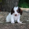 Jack - Available Now