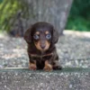 Sheba - Available Now