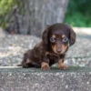 Sheba - Available Now