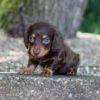 Sheba - Available Now