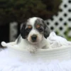 Harlan
