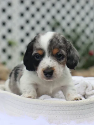 Harlan