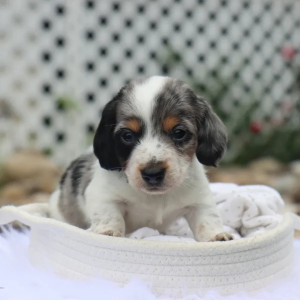 Harlan