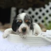 Harlan