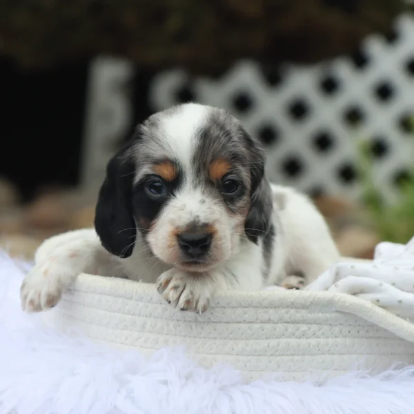 Harlan