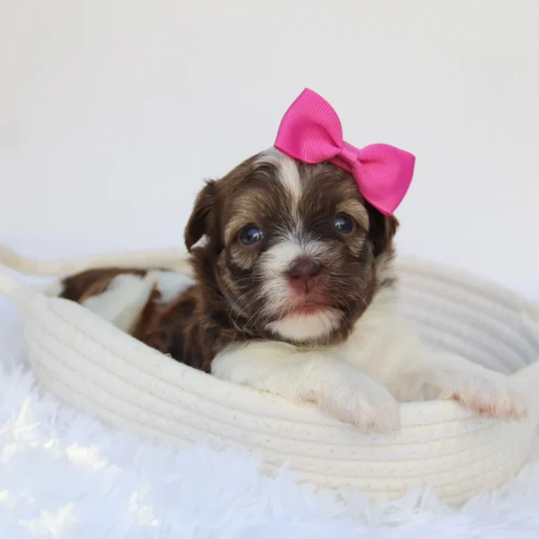 Amelia - Available Now