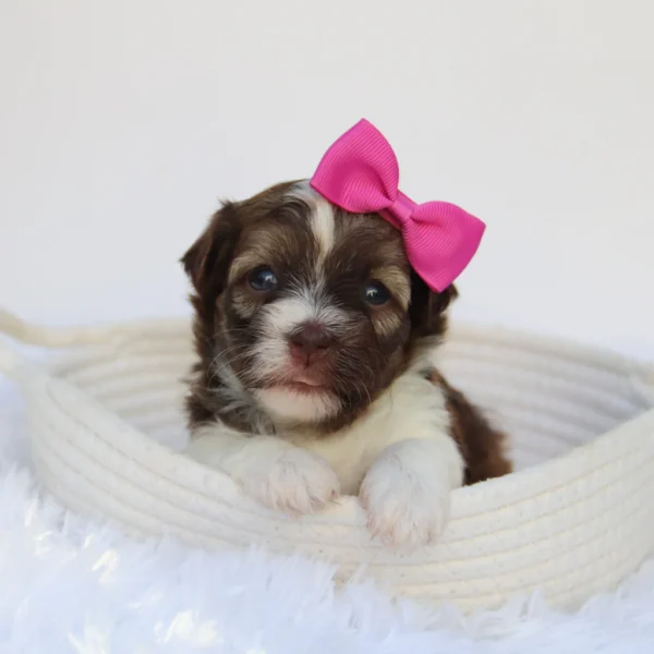 Amelia - Available Now
