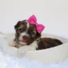Amelia - Available Now