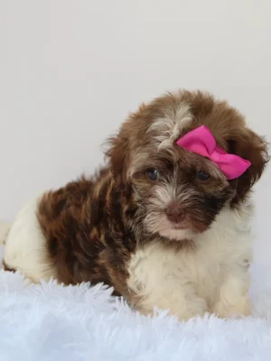 Amelia - Available Now