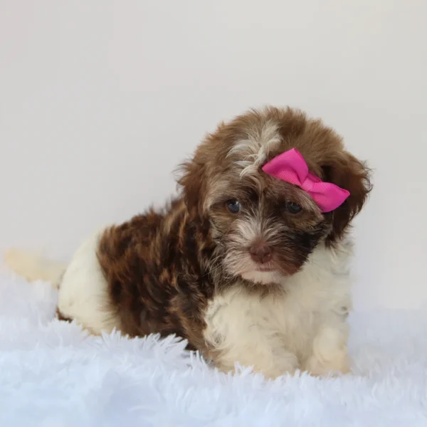 Amelia - Available Now